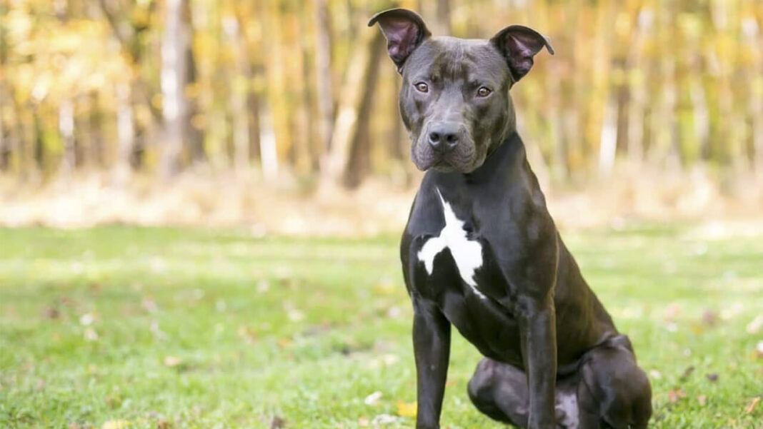 black-pitbull-dog