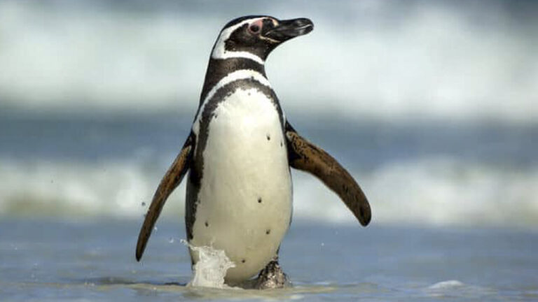 humboldt penguin information