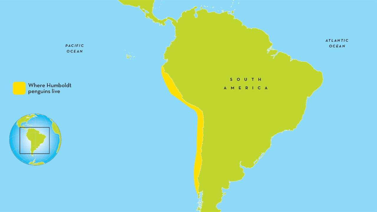 humboldt penguin range map