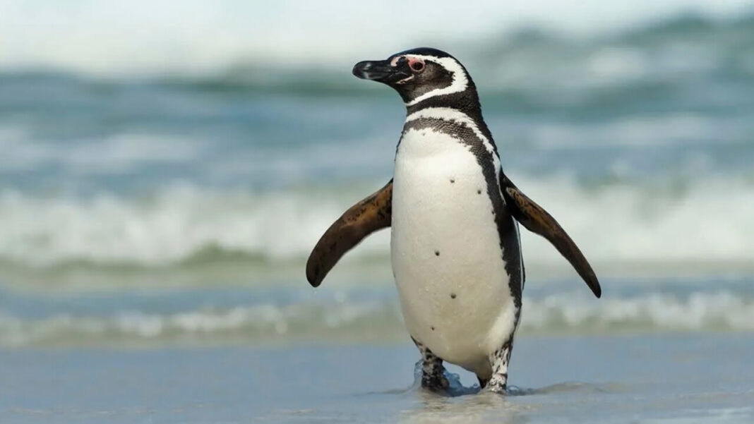 magellanic penguin