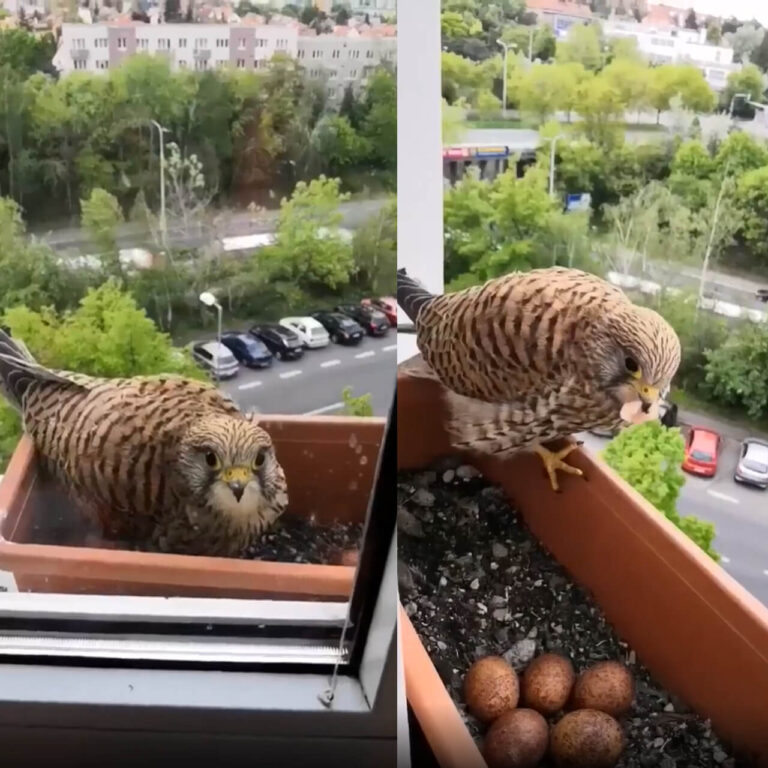 The guy feeds the owl's mother