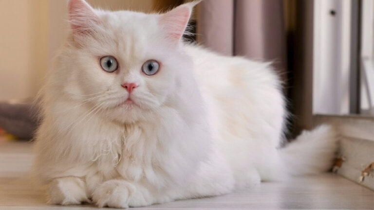 10 ways to care for persian cats