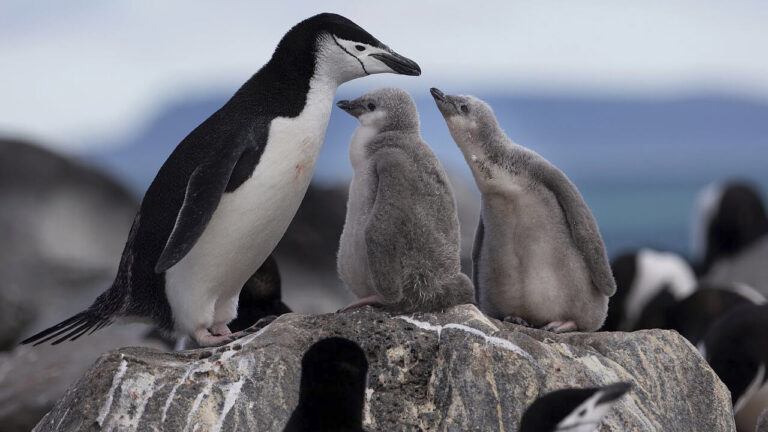 an epic journey with a chinstrap penguin