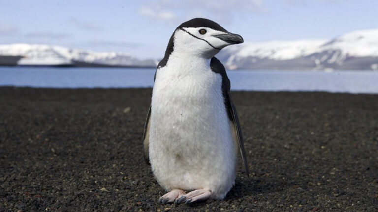 chinstrap penguin, chinstrap penguin facts, chinstrap penguin species