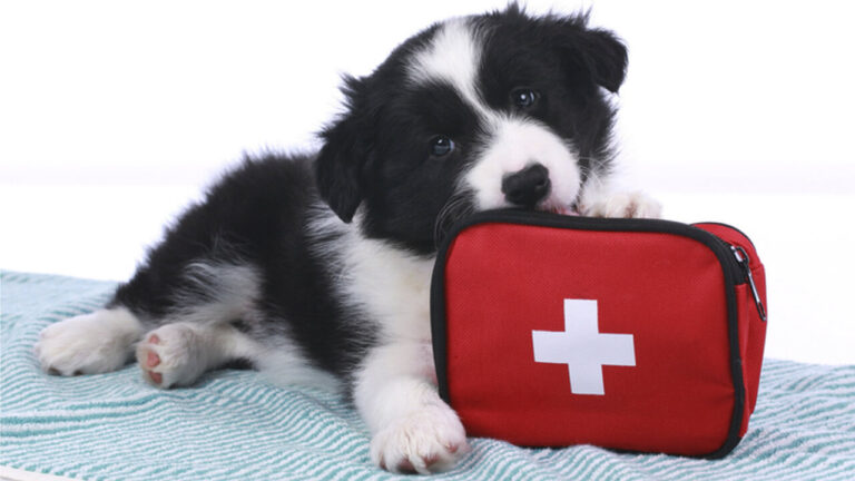 first aid tips that can save your dog's life