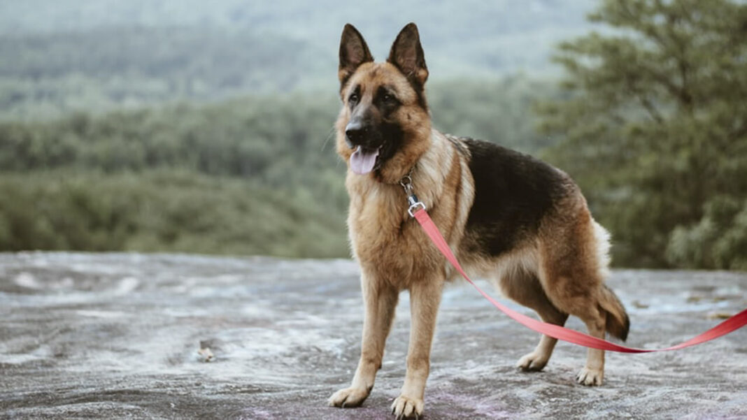 german shepherd dog