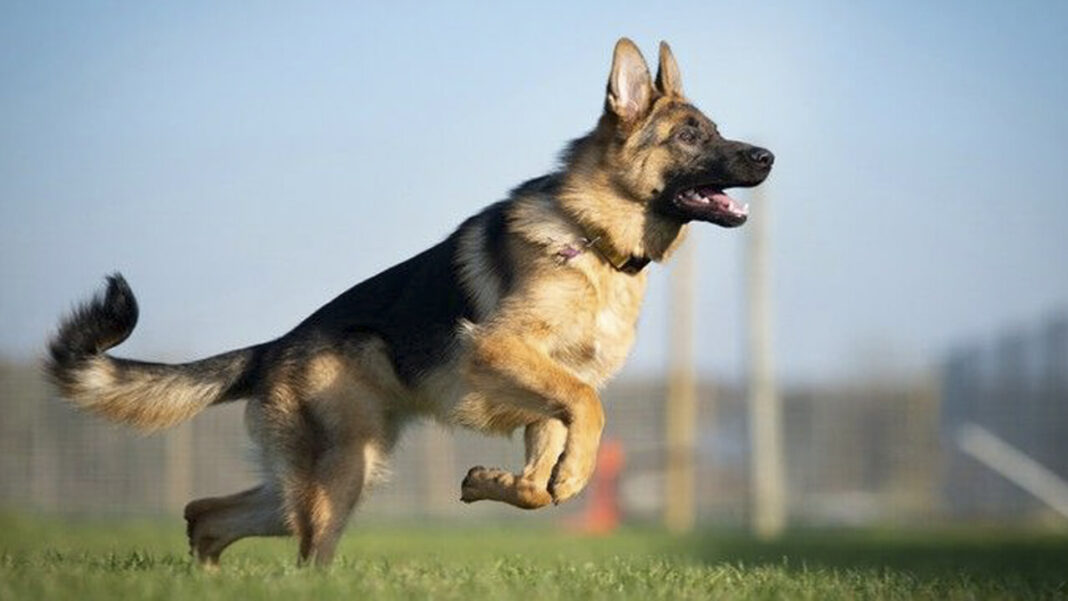 german shepherd facts