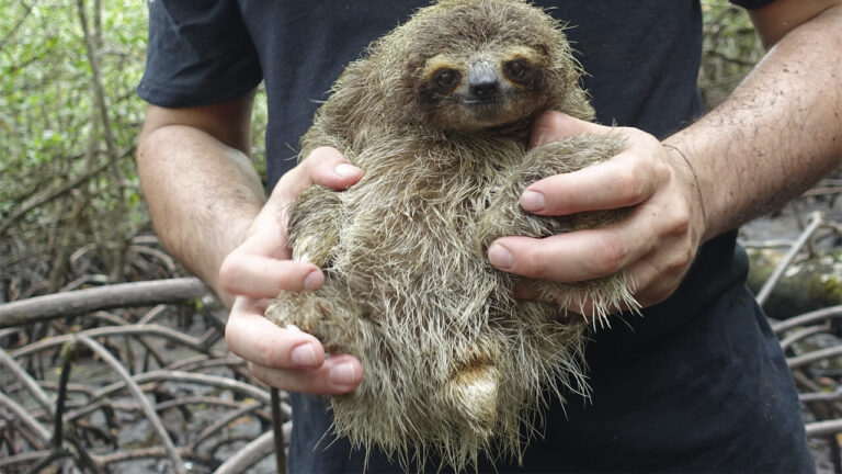 injured sloth inspires rescue centre in Venezuela