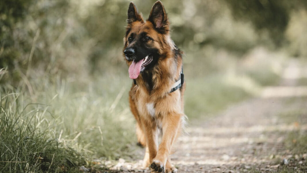 is german shepherd dog crucial state